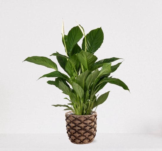 Spathiphyllum in siermand Guusje Naturel – witte kamerplant – luchtzuiverende lepelplant - ↕60-75cm - Ø18 – geleverd met plantenpot – vers uit de kwekerij
