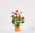 Find the perfect Anthurium for you