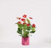 Anthurium rood in sierpot Molly Roze – bloeiende kamerplant – flamingoplant – ↕40-50cm - Ø13 – geleverd met plantenpot – vers uit de kwekerij