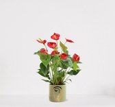 Anthurium rood in sierpot Molly Groen – bloeiende kamerplant – flamingoplant – ↕40-50cm - Ø13 – geleverd met plantenpot – vers uit de kwekerij