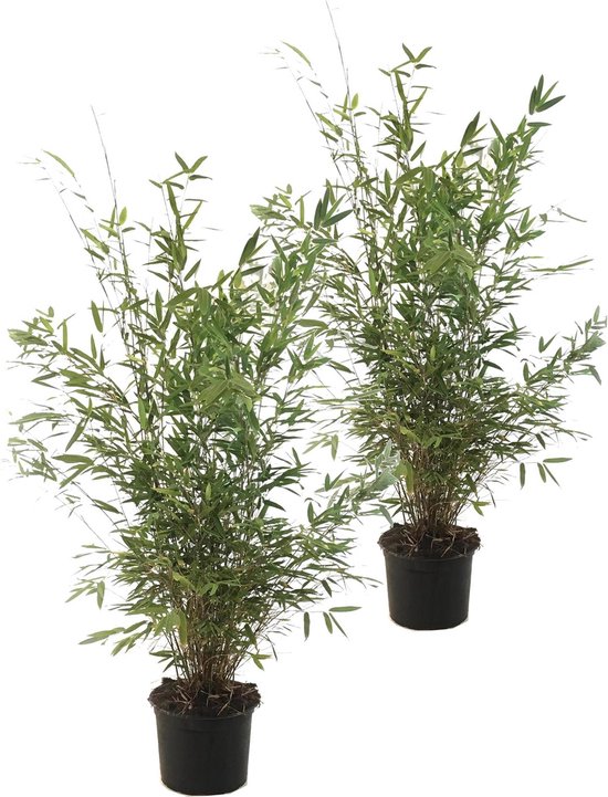 Plant in a Box - Fargesia nitida 'Gansu' - Set van 2 - Wintergroene niet woekerende bamboe - Pot 17cm - Hoogte 50-70cm