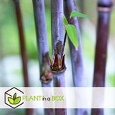 Plant in a Box - Set van 2 Fargesia nitida 'Gansu' - Paarse Bamboe - Pot 17cm - Hoogte 50-70cm - Winterhard - Tuinplant - Niet-woekerend