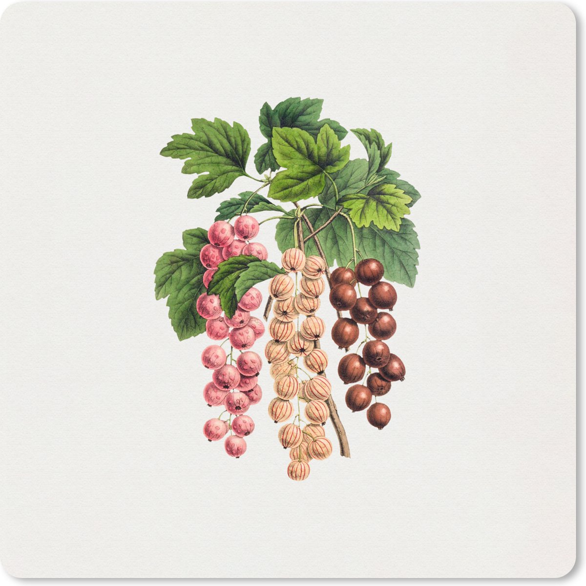 Muismat 30x30 cm - Mousepad Fruit - Vintage - Bessen - Muismatten