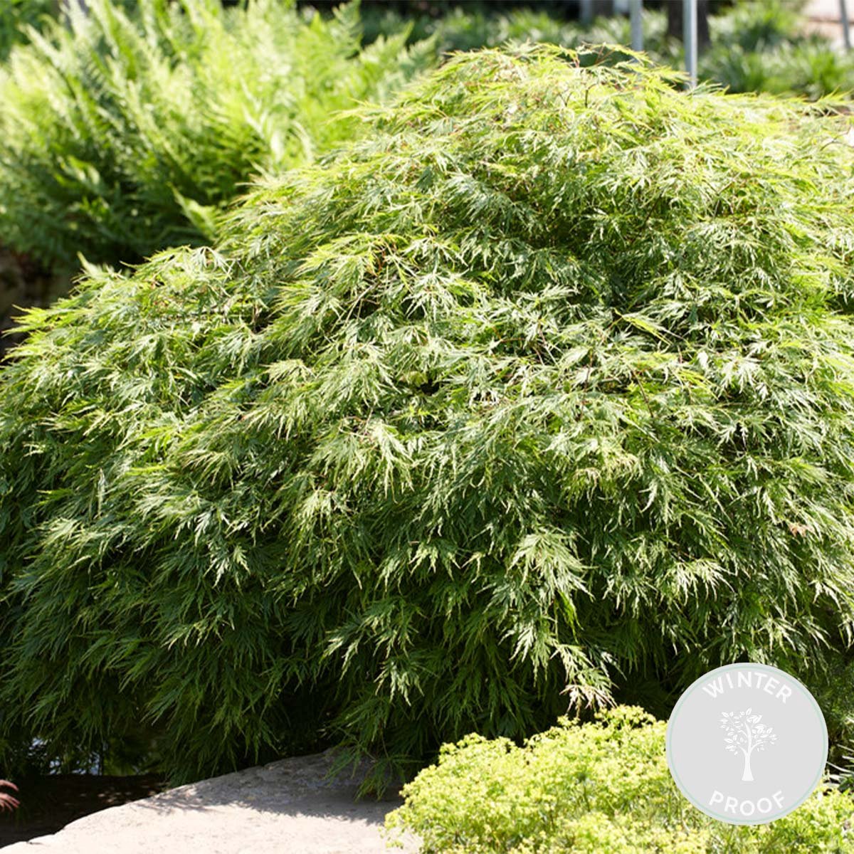 Acer Palmatum 'Emerald Lace' - Érable Du Japon - Arbuste Rustique 60-70 Cm Pot 19 Cm
