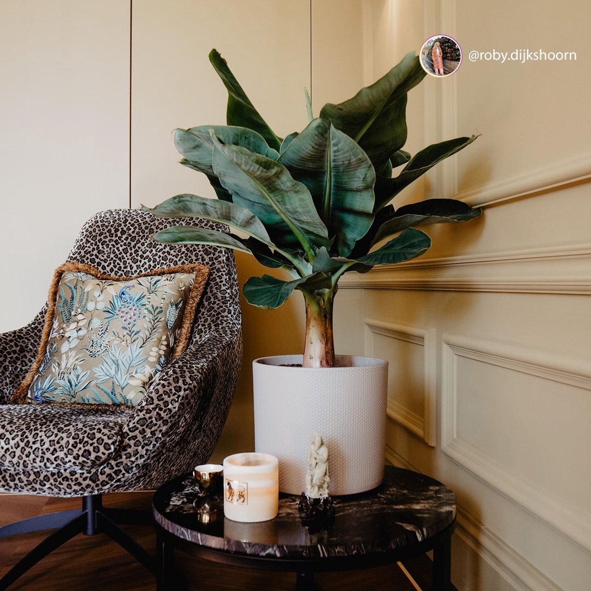 Bananenplant in TOP Makkelijkste en populairste woonkamerplanten