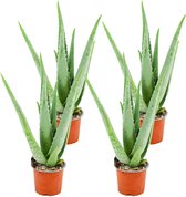 ZynesFlora - Aloë Vera - 4 Stuks - Ø 10,5 cm - Hoogte: 35 - 40cm - Kamerplant - Aloë - Succulent - Vetplant