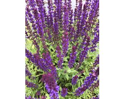 6 x Salvia nemorosa 'Caradonna' - Bossalie in pot  9x9 cm
