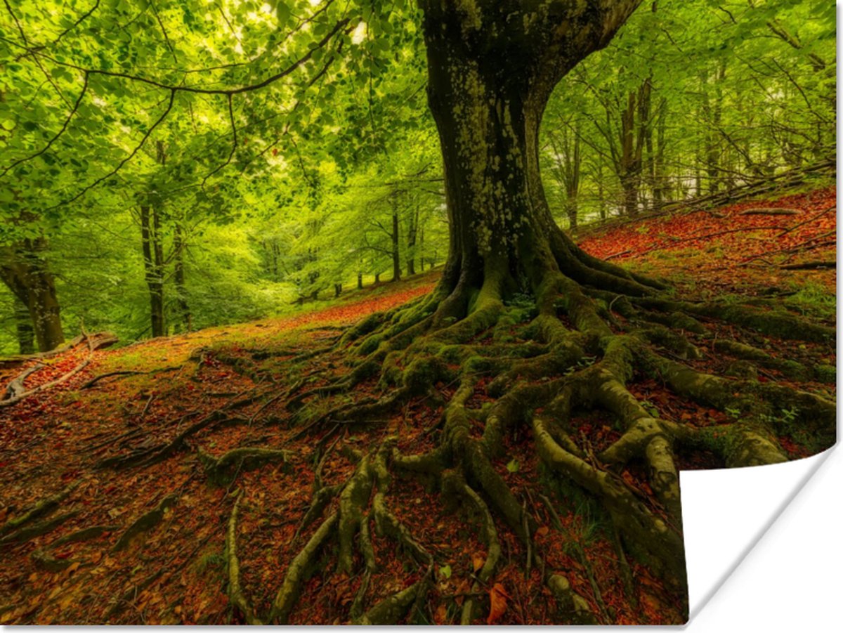 Poster Boom - Bos - Herfstbladeren - 80x60 cm