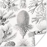 Poster - Ernst Haeckel - Kamer decoratie aesthetic - Natuur - Vintage - Boom - Zwart wit - Aesthetic room decor - Wanddecoratie - 100x100 cm