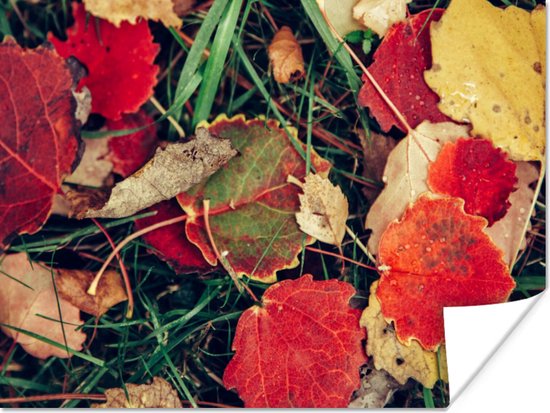 Poster Bladeren - November - Herfst - Natuur