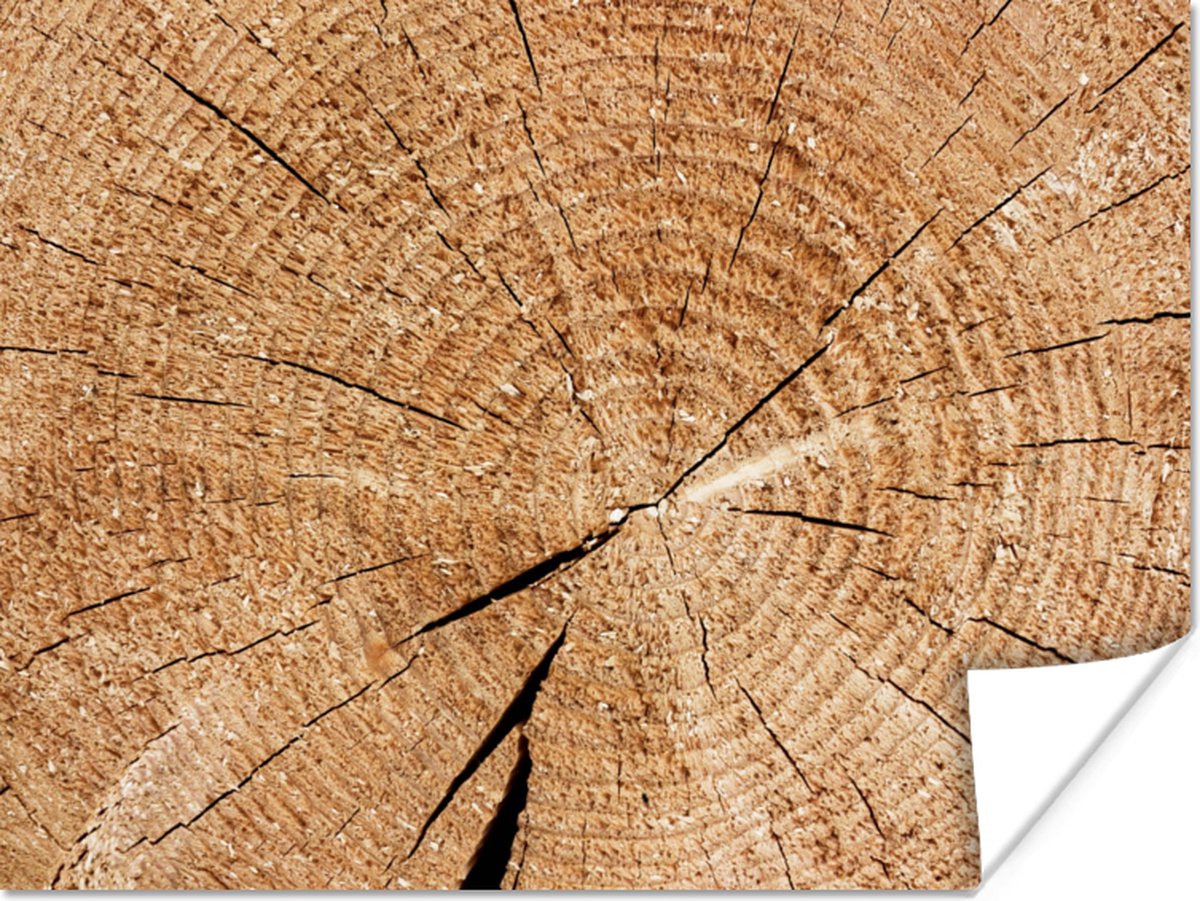 Poster Boomstam - Jaarringen - Hout - 80x60 cm