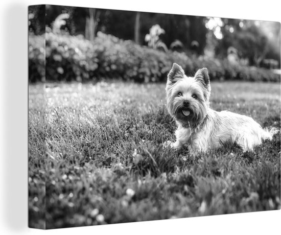 Canvas Schilderij Schattige Yorkshire Terrier ligt lekker in het gras - zwart wit - Wanddecoratie