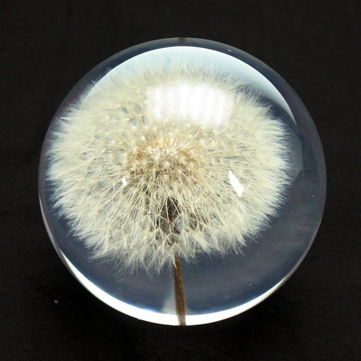 Bol presse papier Paardenbloem, glas hars Ø8cm