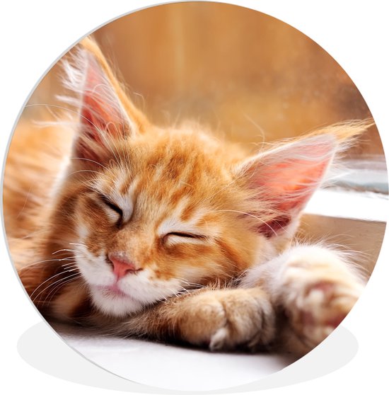 WallCircle - Wandcirkel ⌀ 60 - Oranje Maine coon kat ligt in de vensterbank - Ronde schilderijen woonkamer - Wandbord rond - Muurdecoratie cirkel - Kamer decoratie binnen - Wanddecoratie muurcirkel - Woonaccessoires