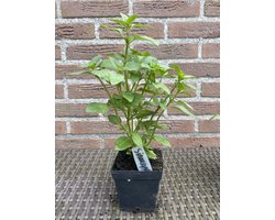Biologische muntplanten kruidenbox 6 stuks - herbs - cocktail kruiden - tuinkruiden - planten - kruiden