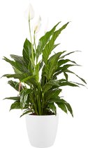 Kamerplant van Botanicly – Lepelplant – Hoogte: 100 cm – Spathiphyllum Sweet Lauretta