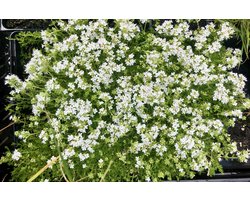 6 x Thymus praecox 'Albiflorus' - Kruiptijm pot 9x9cm