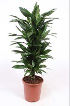 Kamerplant van Botanicly – Drakenboom – Hoogte: 130 cm – Dracaena Janet Lind
