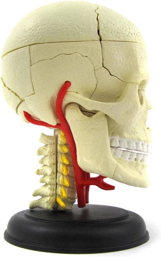 Thumbnail van een extra afbeelding van het spel Anatomie zenuwstelsel hersenen 3d puzzel educatief
