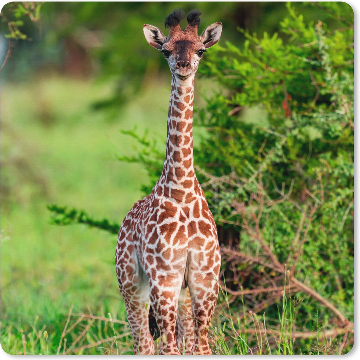 Muismat XXL 40x40 cm - Bureau onderlegger - Bureau mat Baby - Giraffe - Planten - Bureaumat - Gaming mousepad xl - Bureaulegger groot - Computer deskmat