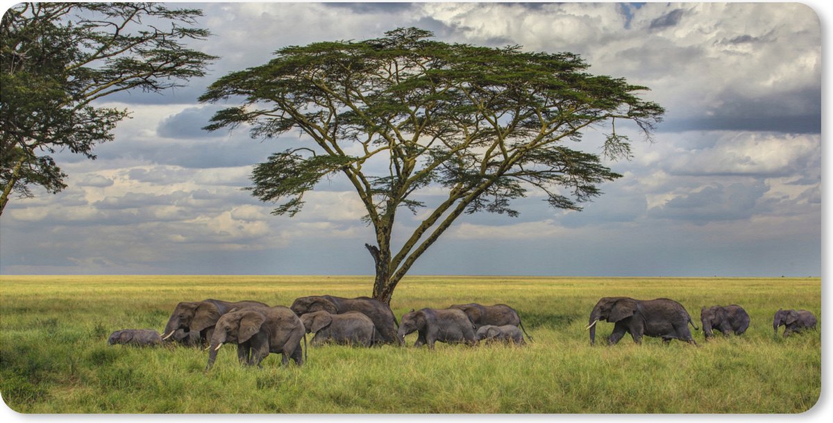 Muismat XXL 80x40 cm - Bureau onderlegger - Bureau mat Olifantenfamilie onder een boom in het Nationaal park Serengeti - Bureaumat - Gaming mousepad xl - Bureaulegger groot - Computer deskmat