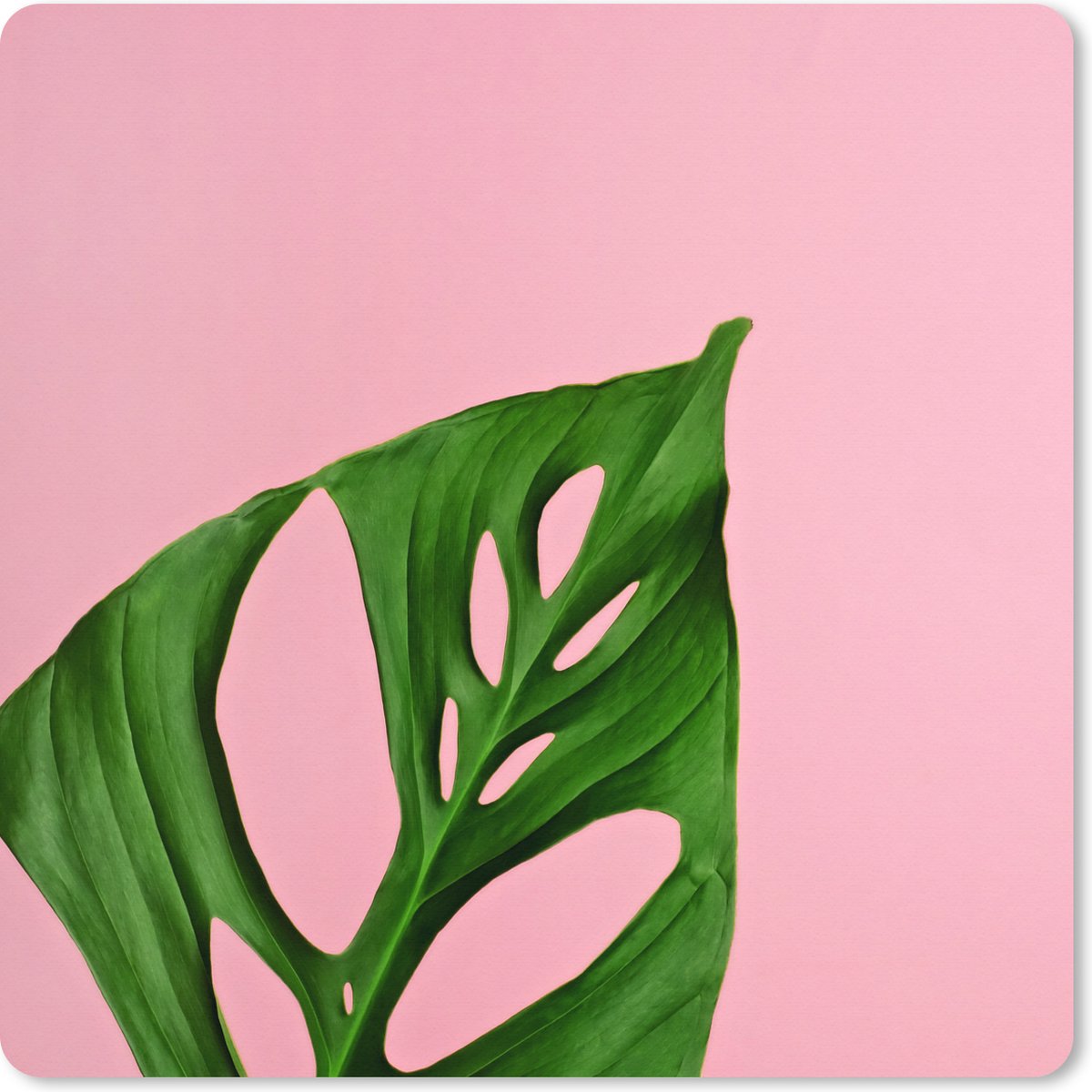 Muismat XXL 40x40 cm - Bureau onderlegger - Bureau mat Botanisch blad op een roze achtergrond - Bureaumat - Gaming mousepad xl - Bureaulegger groot - Computer deskmat