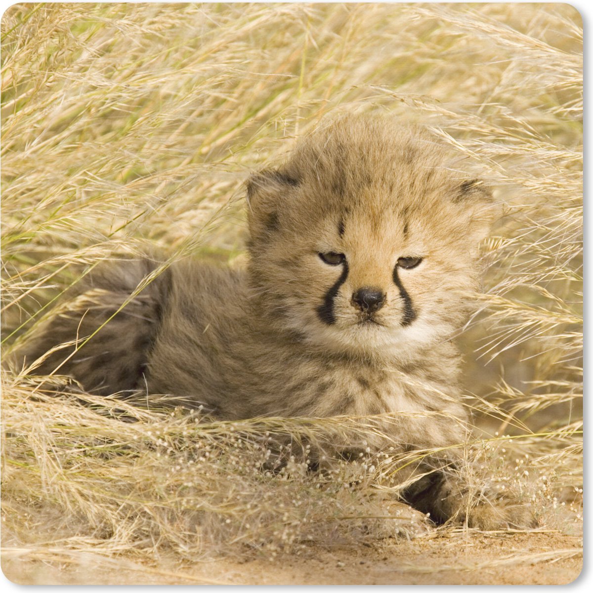 Muismat XXL 40x40 cm - Bureau onderlegger - Bureau mat Cheeta - Jong - Gras - Bureaumat - Gaming mousepad xl - Bureaulegger groot - Computer deskmat