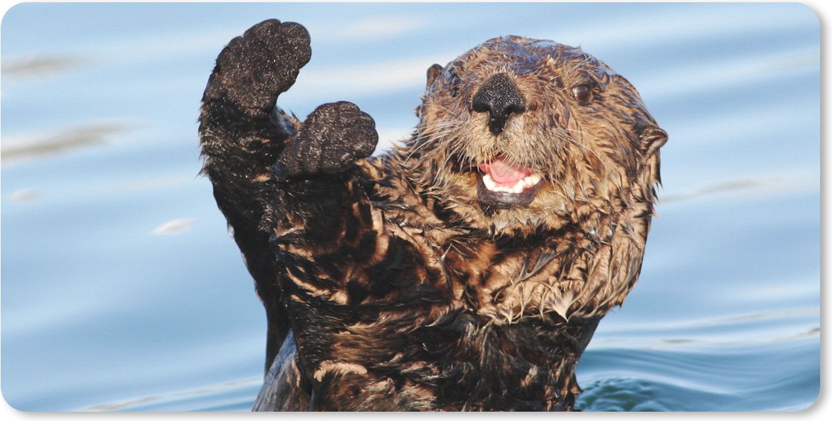 Muismat XXL 120x60 cm - Bureau onderlegger - Bureau mat Otter in het water - Bureaumat - Gaming mousepad xl - Bureaulegger groot - Computer deskmat