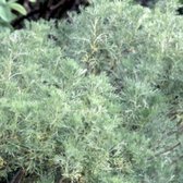 6 x Artemisia abrotanum LEMON HERB, AVRON, LIME HERB en pot 9 x 9 cm