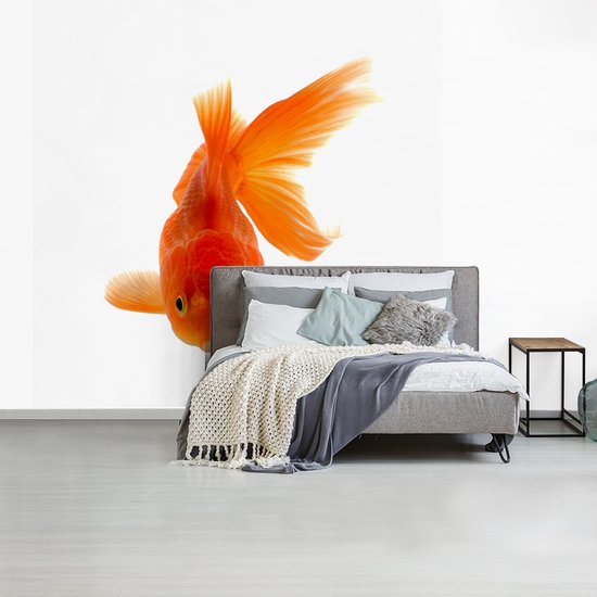 Papier peint Papier peint photo en vinyle - Poisson rouge devant un fond blanc largeur 240 cm x hauteur 240 cm - Tirage photo sur papier peint (disponible en 7 tailles)