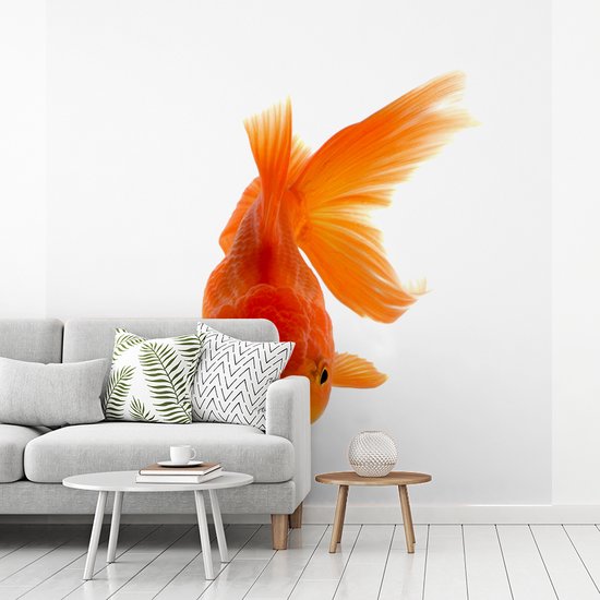 Papier peint Papier peint photo en vinyle - Poisson rouge devant un fond blanc largeur 240 cm x hauteur 240 cm - Tirage photo sur papier peint (disponible en 7 tailles)