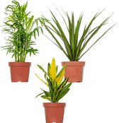 3x Tropische kamerplanten mix – Dracaena-Chamaedorea-Codiaeum – Luchtzuiverend – ⌀12 cm -  25-40 cm