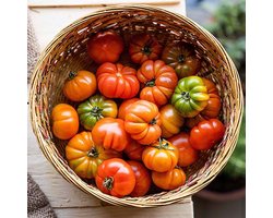 Tomaten zaden - Vleestomaat Costoluto Fiorentino