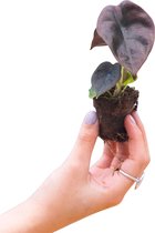PLNTS - Baby Alocasia Red Secret (Olifantsoor) - Kamerplant Cuprea - Stekplantje 2 cm - Hoogte 20 cm