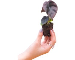 PLNTS - Baby Alocasia Red Secret (Olifantsoor) - Kamerplant Cuprea - Stekplantje 2 cm - Hoogte 20 cm