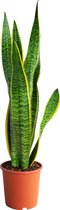 PLNTS - Sansevieria Laurentie Vrouwentong - 60 Cm (Booghennep) - Kamerplant Vrouwentong- Kweekpot 17 cm - Hoogte 60 cm