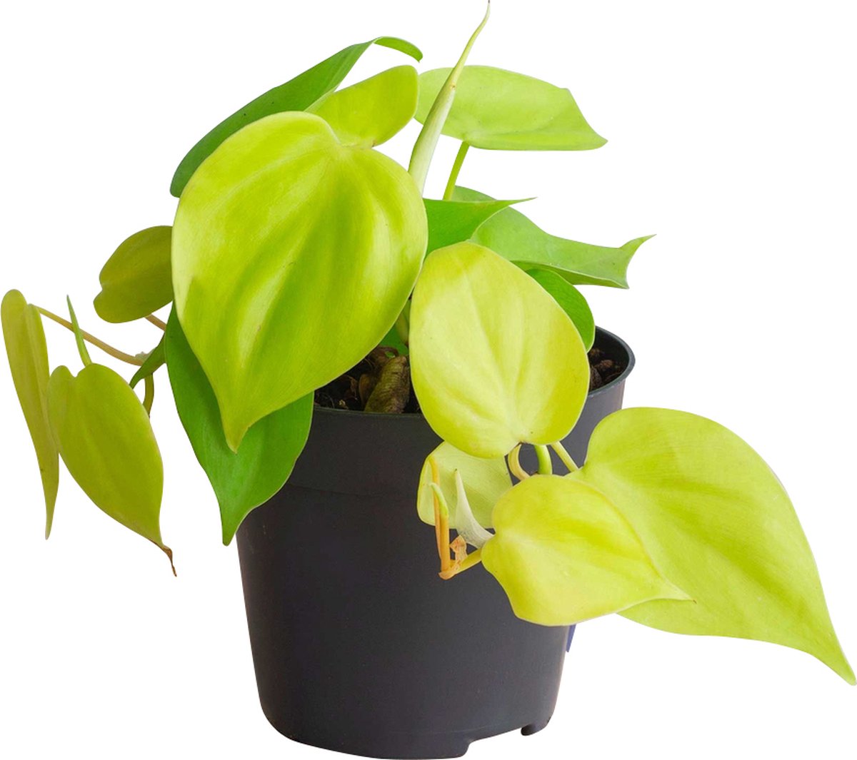 PLNTS Philodendron Micans Lime Kamerplant Kweekpot 12 cm Hoogte 20 cm