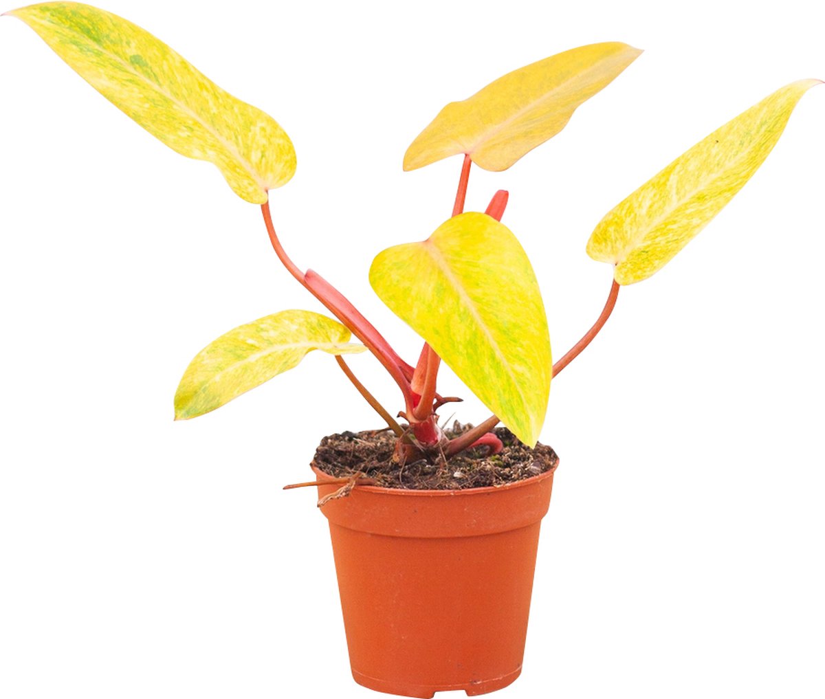 PLNTS Philodendron Painted Lady Kamerplant Kweekpot 12 cm Hoogte 40 cm