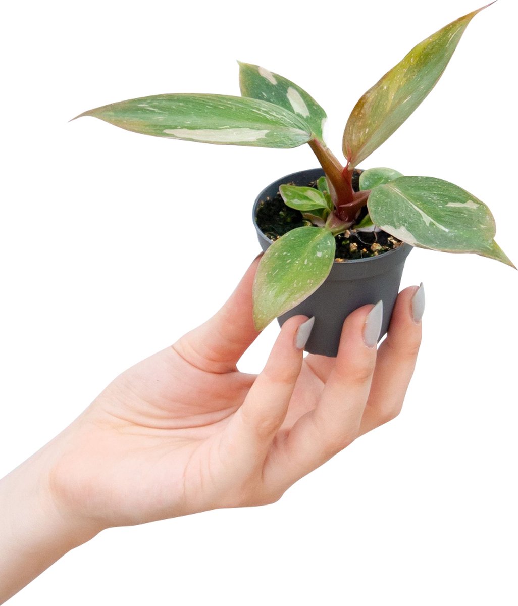 PLNTS Baby Philodendron Pink Princess Kamerplant 6cm Kweekpot Hoogte 10cm Kamerplant 6cm Kweekpot Hoogte 10cm