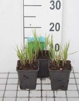 6 x Carex muskingumensis - Zegge - in pot 9 x 9 cm