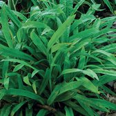 6 x Carex plantaginea - Zegge - pot 9 x 9 cm