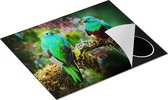 Chefcare Inductie Beschermer Twee Groene Quetzal Vogels op een Tak - 65x52 cm - Afdekplaat Inductie - Kookplaat Beschermer - Inductie Mat