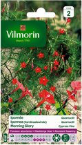 Vilmorin - Ipomea (Kardinaalswinde) - Quamoclit - V416