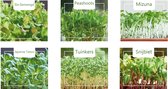 Cactula microgroenten set van 6 verschillende zaden | zeer gezond! | Sla gemengd | Snijbiet | Tuinkers | Tatsoi | Mizuna Green | Peashoots  | Groei je eigen micro groente tuin!