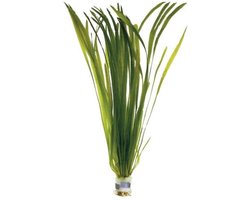 Vallisneria Spiralis - Set van 5 - Moerings