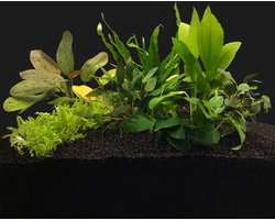 Aquariumplanten Pakket voor 80CM Aquarium