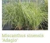 6 x Miscanthus sinensis 'Adagio' - PRACHTRIET, REUZENRIET - pot 9 x 9 cm