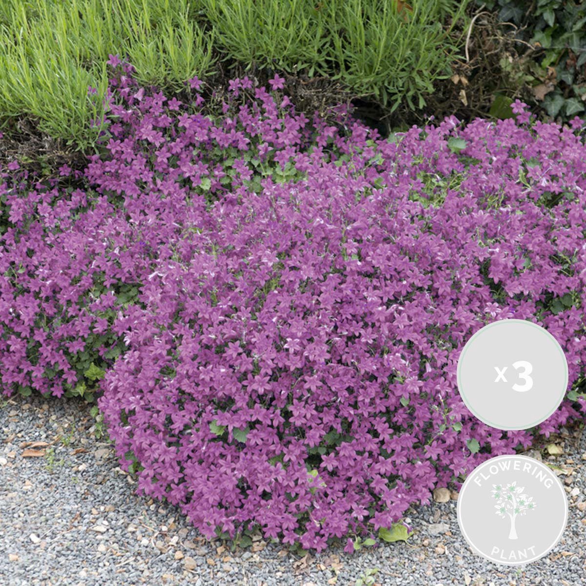 3x Campanula 'Ambella Pink' Klokjesbloem Bodembedekker Winterhard