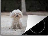 Inductie beschermer - Inductie Mat - Kookplaat beschermer - Een Maltezer hond wordt uitgelaten - 59x52 cm - Afdekplaat inductie - Inductiebeschermer