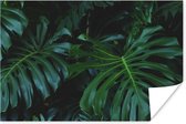 Affiche Monstera - Feuilles - Tropical - Jungle - 90x60 cm